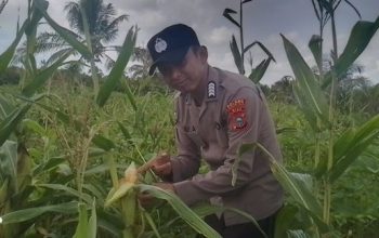 Polsek Concong Dukung Asta Cita Presiden Lewat Monitoring Lahan Jagung