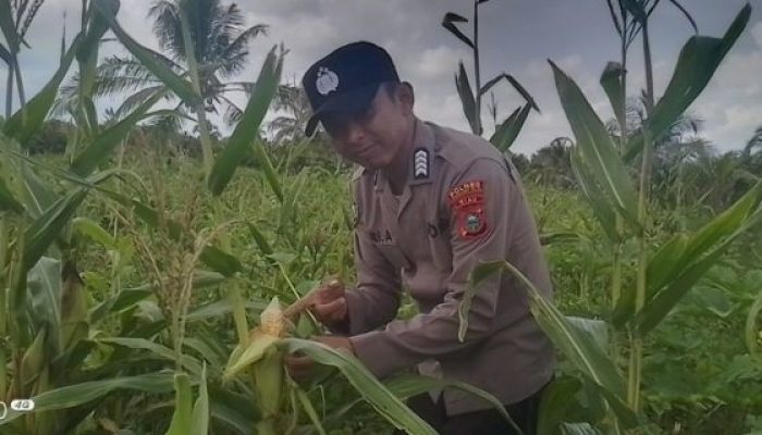 Polsek Concong Dukung Asta Cita Presiden Lewat Monitoring Lahan Jagung