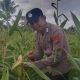 Polsek Concong Dukung Asta Cita Presiden Lewat Monitoring Lahan Jagung