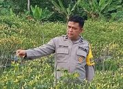 Dukung Asta Cita Presiden, Kapolsek Singingi Cek Langsung Kebun Cabai Milik Warga
