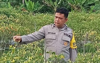 Dukung Asta Cita Presiden, Kapolsek Singingi Cek Langsung Kebun Cabai Milik Warga