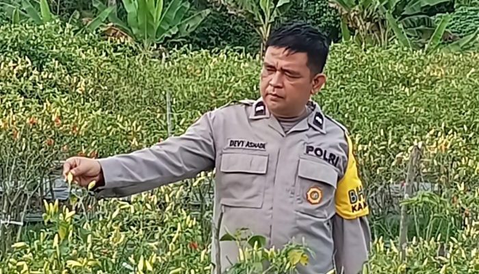 Dukung Asta Cita Presiden, Kapolsek Singingi Cek Langsung Kebun Cabai Milik Warga