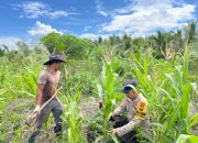 Jagung Hibrida di Sungai Berapit Tumbuh Baik, Bhabinkamtibmas Lakukan Monitoring