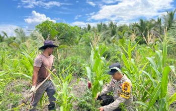 Jagung Hibrida di Sungai Berapit Tumbuh Baik, Bhabinkamtibmas Lakukan Monitoring