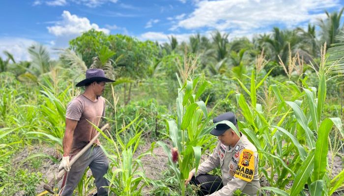 Jagung Hibrida di Sungai Berapit Tumbuh Baik, Bhabinkamtibmas Lakukan Monitoring