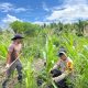 Jagung Hibrida di Sungai Berapit Tumbuh Baik, Bhabinkamtibmas Lakukan Monitoring