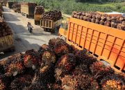 CPO Menguat, Harga TBS Kelapa Sawit Mitra Plasma Riau Ikut Naik