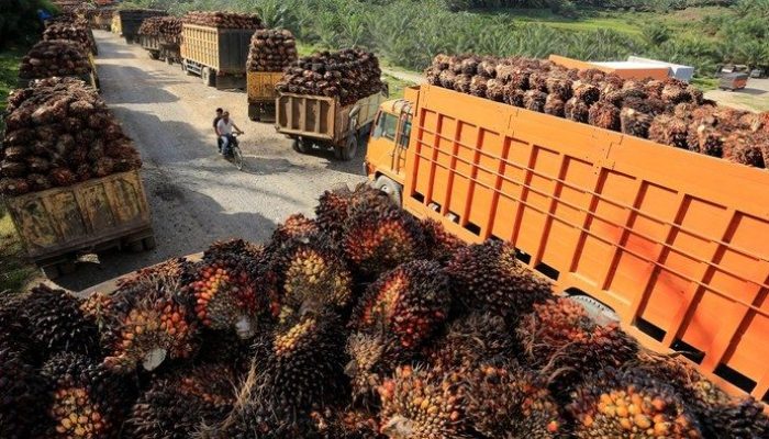 CPO Menguat, Harga TBS Kelapa Sawit Mitra Plasma Riau Ikut Naik