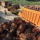 CPO Menguat, Harga TBS Kelapa Sawit Mitra Plasma Riau Ikut Naik