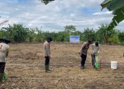 Dukung Ketahanan Pangan, Polsek Kateman Kembali Tanam Jagung di Desa Air Tawar