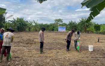 Dukung Ketahanan Pangan, Polsek Kateman Kembali Tanam Jagung di Desa Air Tawar