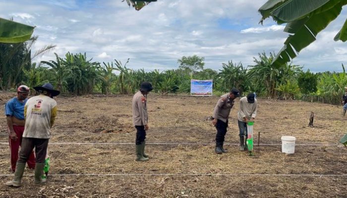 Dukung Ketahanan Pangan, Polsek Kateman Kembali Tanam Jagung di Desa Air Tawar