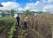 Dukung Swasembada Pangan, Bhabinkamtibmas Harapan Jaya Monitoring Kebun Terong Warga