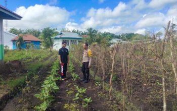 Dukung Swasembada Pangan, Bhabinkamtibmas Harapan Jaya Monitoring Kebun Terong Warga