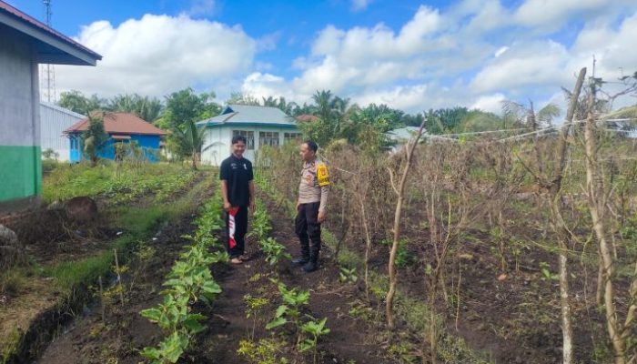 Dukung Swasembada Pangan, Bhabinkamtibmas Harapan Jaya Monitoring Kebun Terong Warga