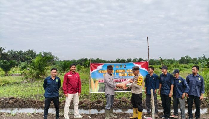 Sinergi Polri dan Kelompok Tani di Tempuling, Lahan 1 Hektar Ditanami Jagung
