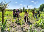 Dukung Program Ketahanan Pangan, Bhabinkamtibmas Sungai Teritip Tinjau Lahan Jagung Warga