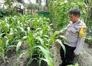 Polsek Singingi Cek Pekarangan Bergizi Warga, Dukung Ketahanan Pangan Nasional