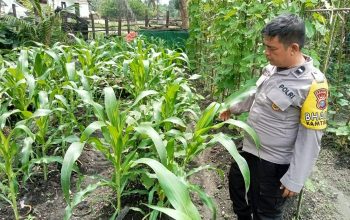 Polsek Singingi Cek Pekarangan Bergizi Warga, Dukung Ketahanan Pangan Nasional
