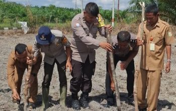 Dukung Asta Cita Presiden, Desa Koto Sentajo Tanam Jagung Pipil di Lahan Ketahanan Pangan