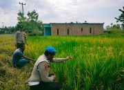 Dukung Program Polda Riau, Polsek Tempuling Dampingi Petani Padi di Tempuling