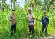 Bhabinkamtibmas Sialang Panjang Pantau Jagung Tumpang Sari, Tanaman Mulai Berbuah