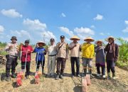 Polsek Singingi Hilir Kawal Perluasan Jagung Tumpang Sari di Perkebunan Sawit