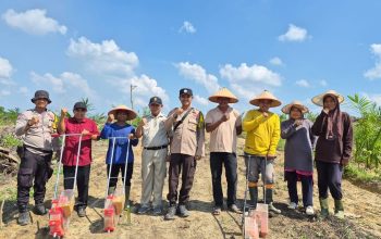 Polsek Singingi Hilir Kawal Perluasan Jagung Tumpang Sari di Perkebunan Sawit