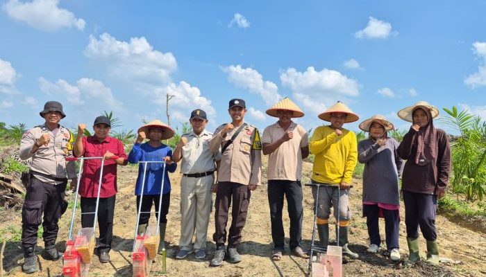 Polsek Singingi Hilir Kawal Perluasan Jagung Tumpang Sari di Perkebunan Sawit