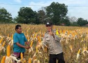 Tanaman Jagung Pipil di Kuantan Tengah Tumbuh Baik, Polri Beri Pendampingan
