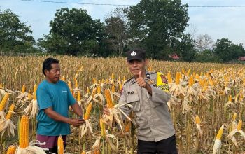 Tanaman Jagung Pipil di Kuantan Tengah Tumbuh Baik, Polri Beri Pendampingan