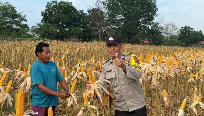 Tanaman Jagung Pipil di Kuantan Tengah Tumbuh Baik, Polri Beri Pendampingan