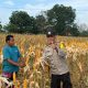 Tanaman Jagung Pipil di Kuantan Tengah Tumbuh Baik, Polri Beri Pendampingan