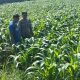 Dukung Ketahanan Pangan Nasional, Polri Tinjau Lahan Jagung Milik Warga