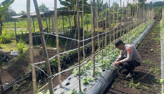 Polsek Pulau Burung Cek Pertumbuhan Bayam, Dukung Ketahanan Pangan Nasional