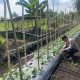 Polsek Pulau Burung Cek Pertumbuhan Bayam, Dukung Ketahanan Pangan Nasional