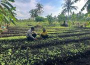 Dukung Ketahanan Pangan, Bhabinkamtibmas Tagaraja Sambangi Petani Sayur