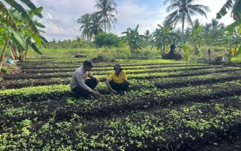 Dukung Ketahanan Pangan, Bhabinkamtibmas Tagaraja Sambangi Petani Sayur
