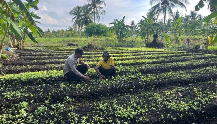 Dukung Ketahanan Pangan, Bhabinkamtibmas Tagaraja Sambangi Petani Sayur