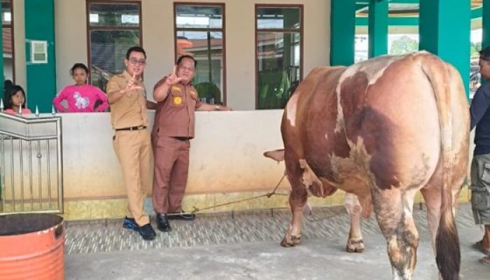 Pemkab Lahat Terima Sapi Kurban 1 Ton Bantuan Presiden Prabowo untuk Warga Sirah Pulau
