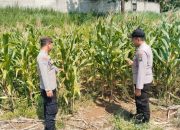 Polisi Mitra Petani, Bhabinkamtibmas Wonosalam Pantau Pertumbuhan Jagung Warga