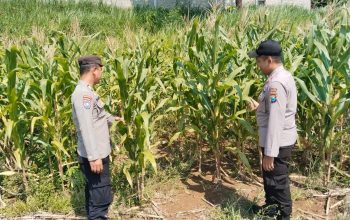 Polisi Mitra Petani, Bhabinkamtibmas Wonosalam Pantau Pertumbuhan Jagung Warga