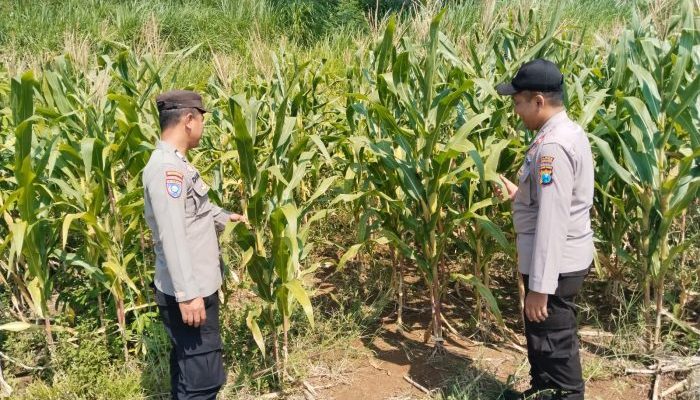 Polisi Mitra Petani, Bhabinkamtibmas Wonosalam Pantau Pertumbuhan Jagung Warga