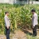 Polisi Mitra Petani, Bhabinkamtibmas Wonosalam Pantau Pertumbuhan Jagung Warga
