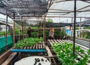 Monitoring Tanaman Sawi, Polsek Kateman Perkuat Ketahanan Pangan Desa
