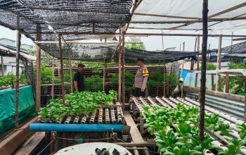 Monitoring Tanaman Sawi, Polsek Kateman Perkuat Ketahanan Pangan Desa