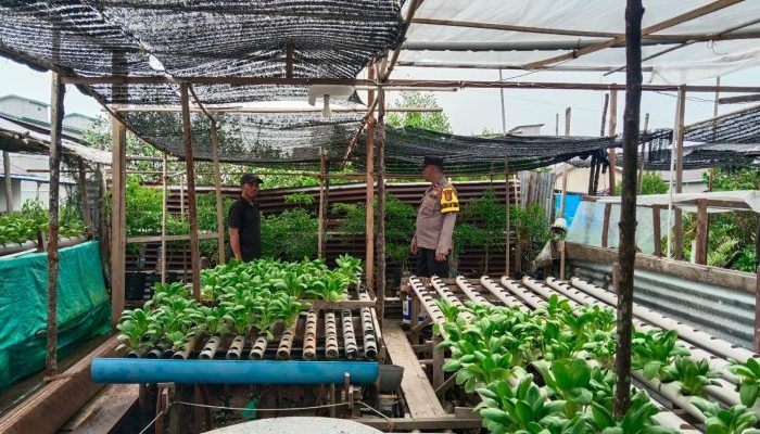 Monitoring Tanaman Sawi, Polsek Kateman Perkuat Ketahanan Pangan Desa