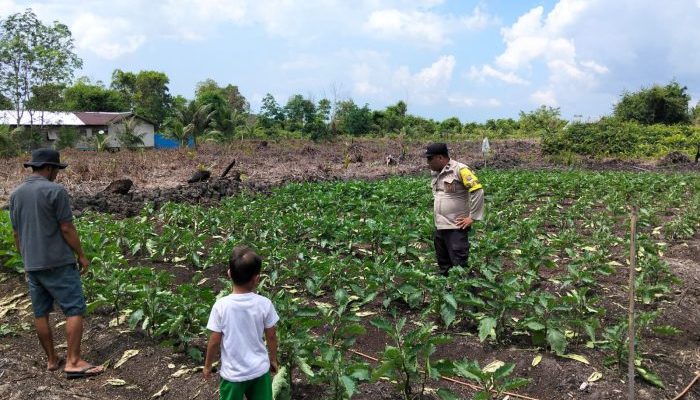 Wujudkan Swasembada Pangan, Bhabinkamtibmas Pulau Burung Dampingi Petani Hortikultura