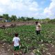 Wujudkan Swasembada Pangan, Bhabinkamtibmas Pulau Burung Dampingi Petani Hortikultura