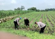 Polsek Megaluh Dampingi Petani Jagung Wujudkan Ketahanan Pangan Nasional